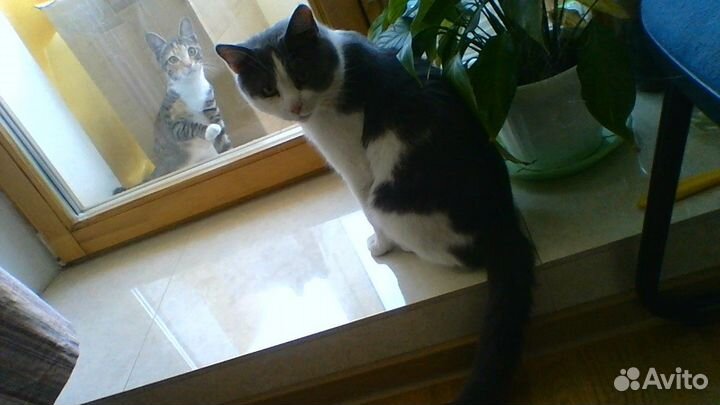 Британский кот вязка