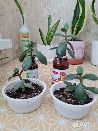 Комнатные растения (цветы) бесплатно/платно