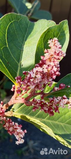 Декоративный кустарник