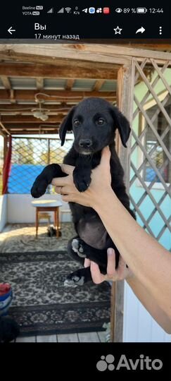 Собака щенок Курцхар