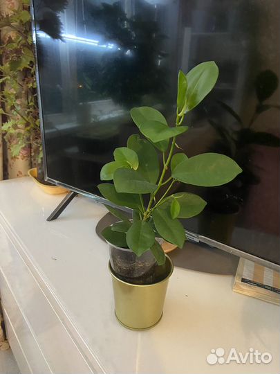 Фикус микрокарпа Мокламе