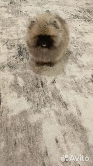 Померанский шпиц