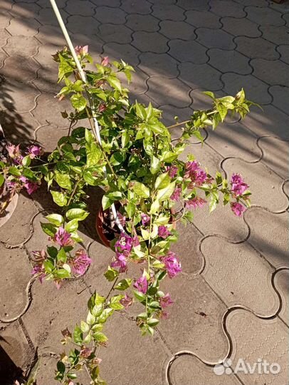 Комнатные растения цветы