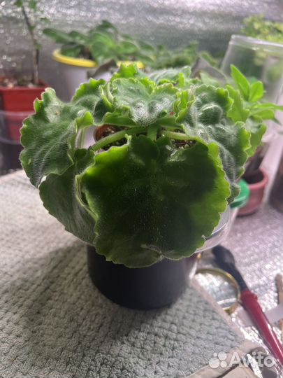 Фиалка ко -Северное Море