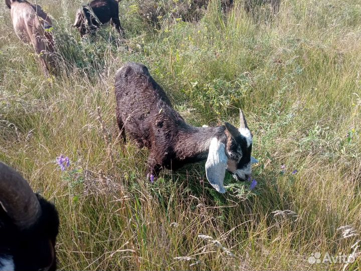 Нубийские козлики и козочки