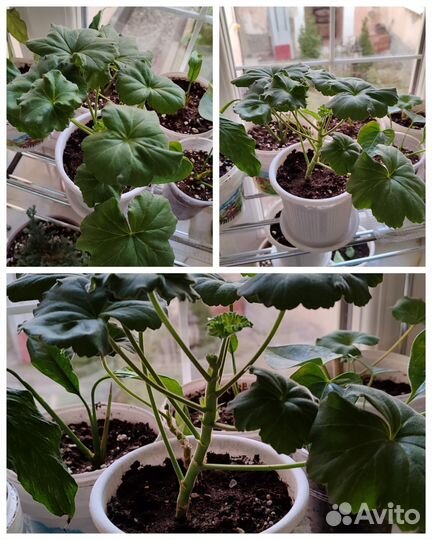 Пеларгония,герань, тëмно красная