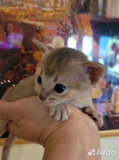 Абиссинская