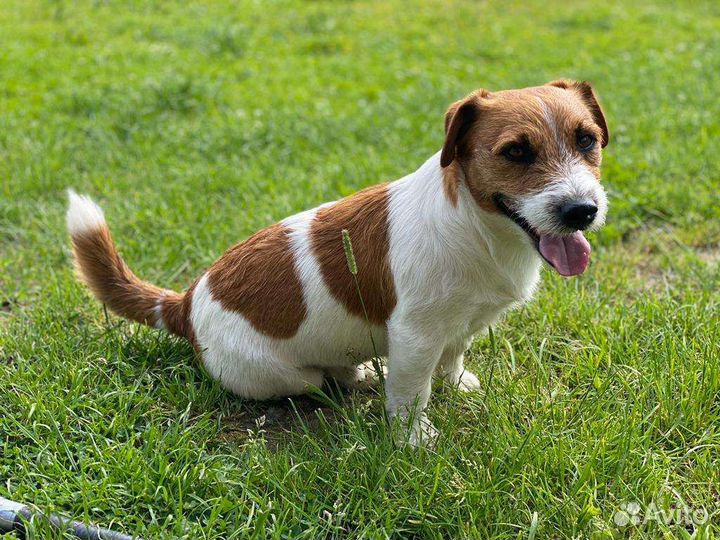 Вязка кобель джек рассел