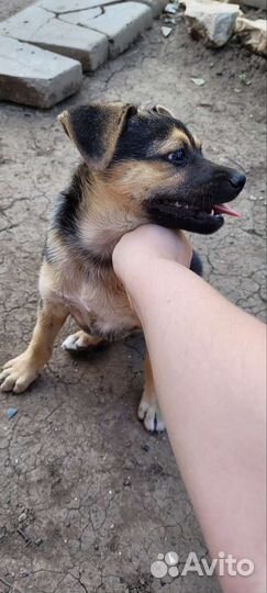 Собаки бесплатно в добрые руки щенки