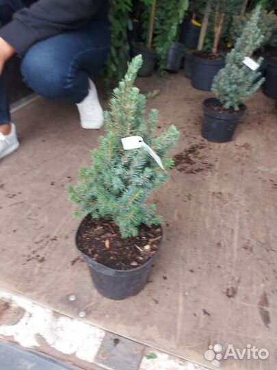 Picea glauca Sanders Blue 30см