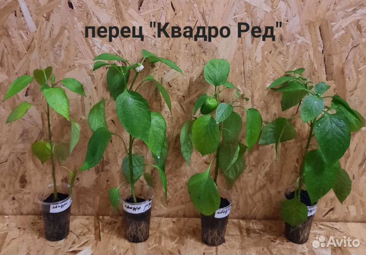 Перец сладкий рассада