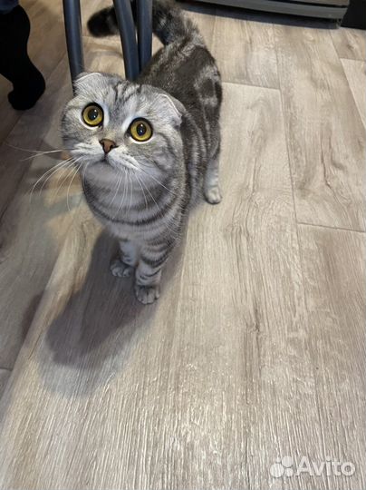 Шотландская кошка вязка