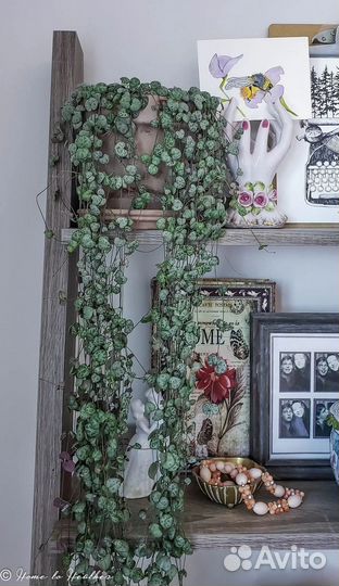 Церопегия вуди