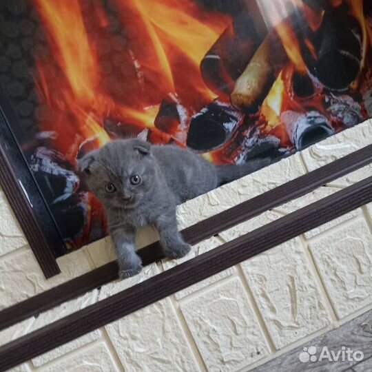Британские котята
