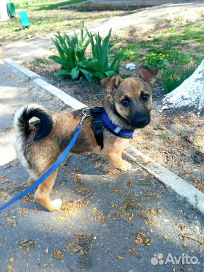 Отдам в добрые руки шенка помчи