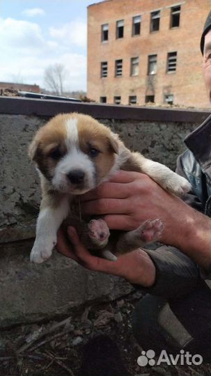 Малыши в добрые руки