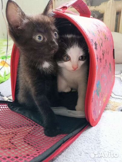 Котята вислоухой кошки