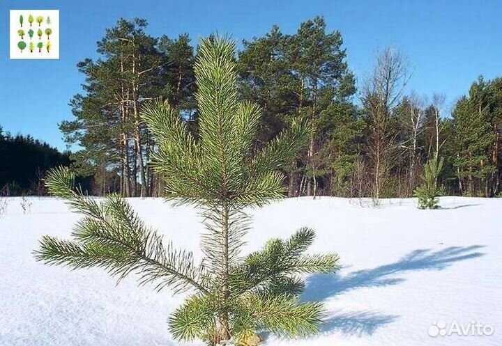 Крупномер сосна опт