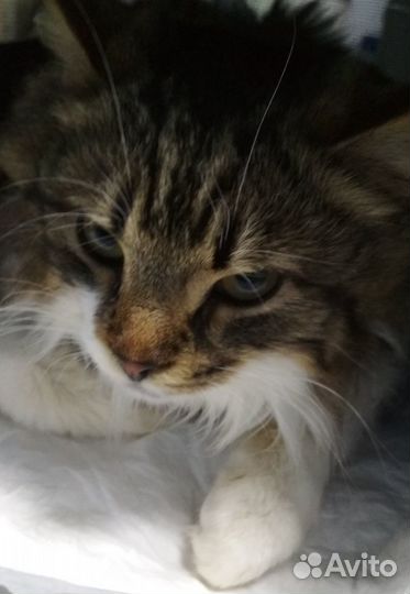 Котик ищет дом