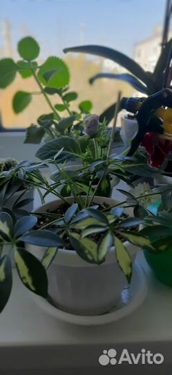 Шефлера молодая