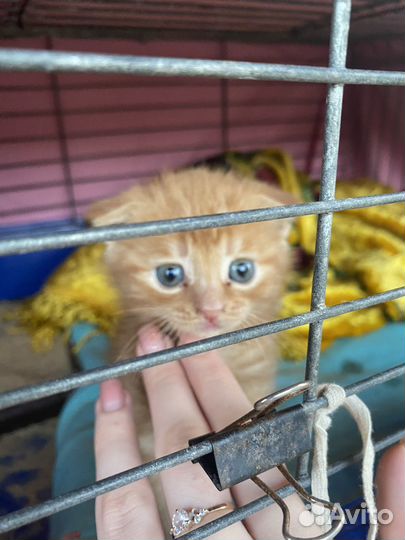 Отдам котёночка даром