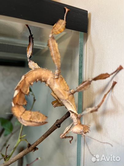 Австралийский палочник