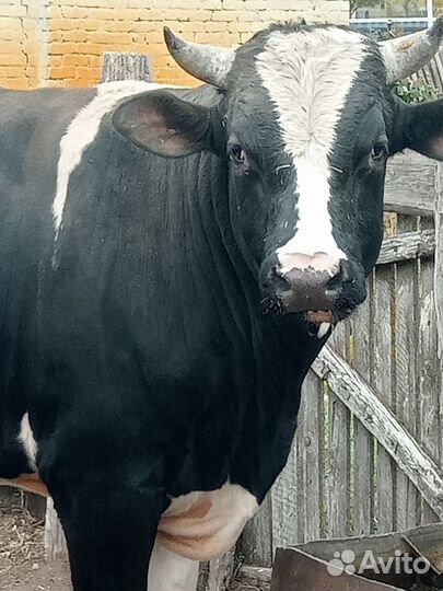 Корова и бык