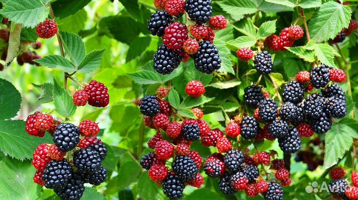 Ежевика ремонтантная