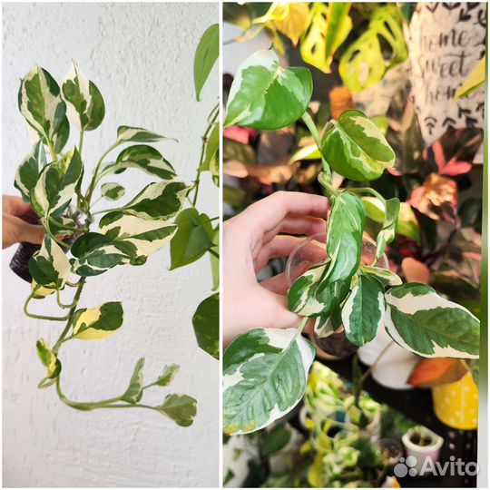 Комнатные растения 2