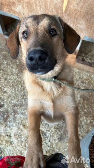 Пёсик ищет дом