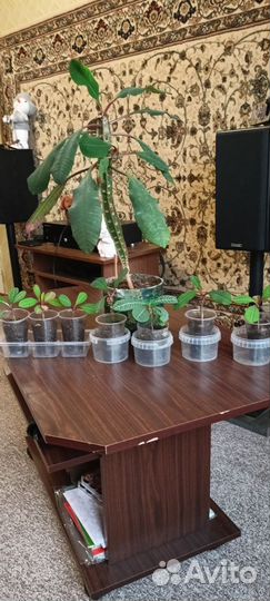 Алоэ вера, кактус, молочай