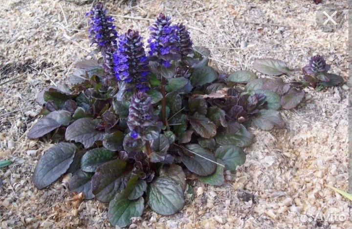 Дачные цветочки