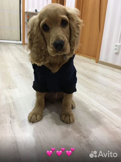 Собака для вязки