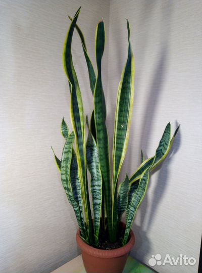 Сансевиерия лауренти с желтыми полосками