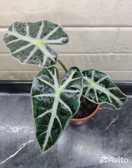 Комнатные растения