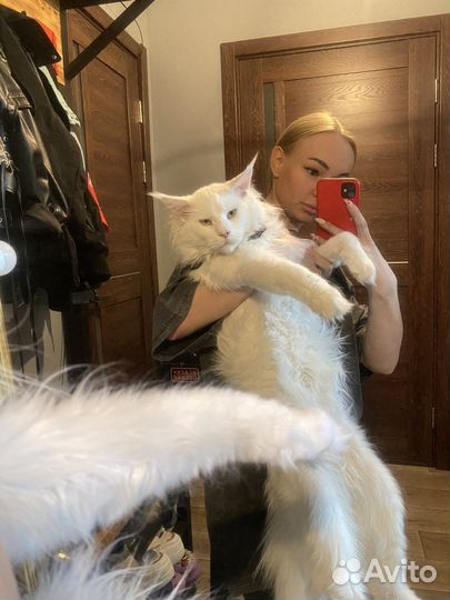 Мейн-кун вязка