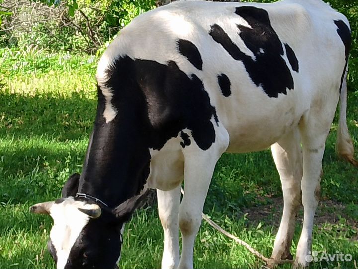 Телки стельные