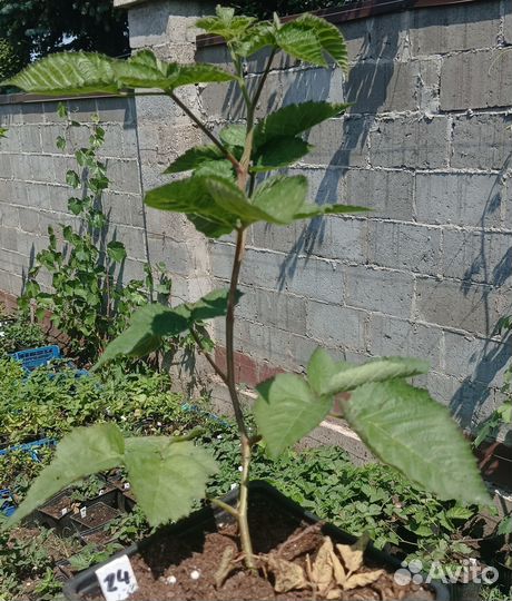 Ежевика, Ежемалина