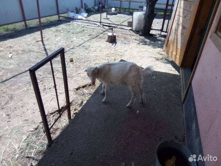 Козел ламанча