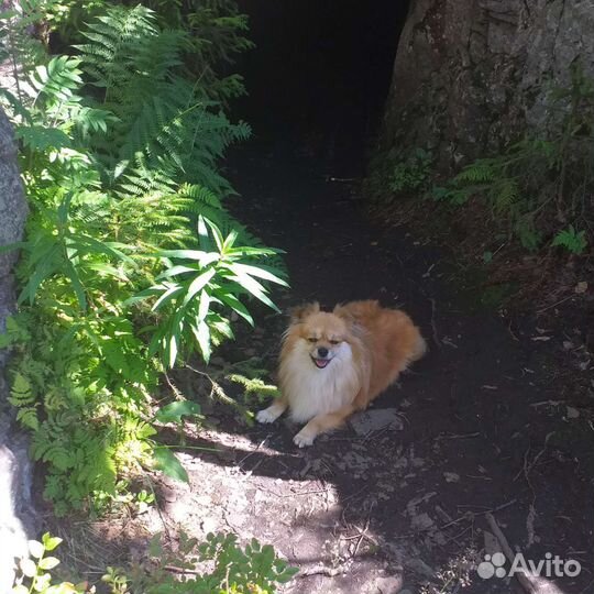 Экскурсовод,гид