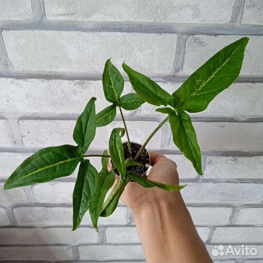 Сингониум ушковатый