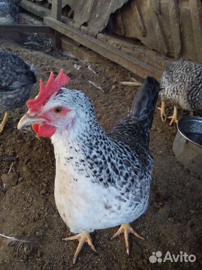 Инкубационное яйцо Барковская барвистая