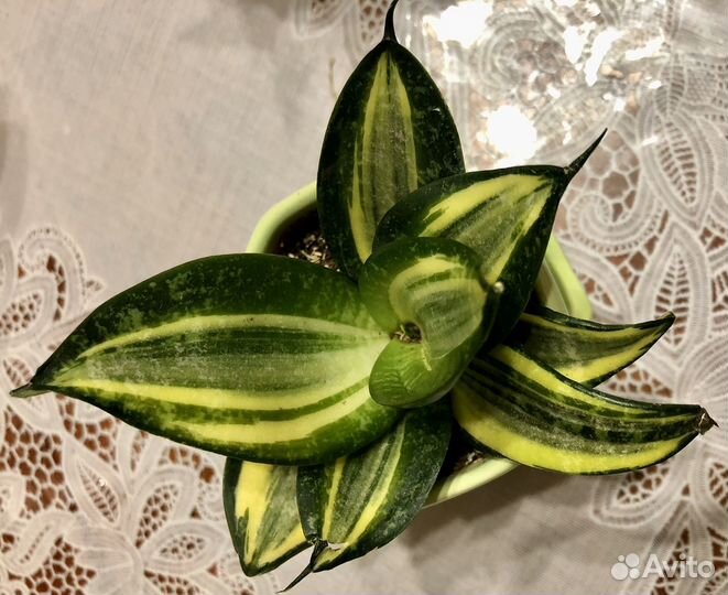 Сансевиерия