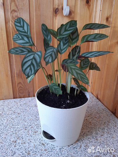 Ктенанта оппенгейма