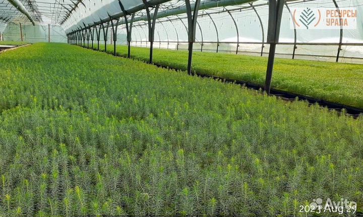 Зкс Сеянцы сосны обыкновенной ели европейской