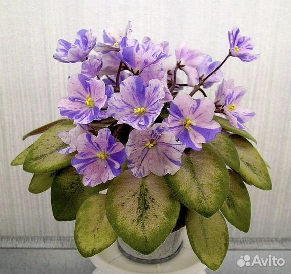 Фиалки сортовые