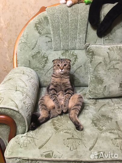 Котик Шотландский вислоухий для кошечки вязка. Sco