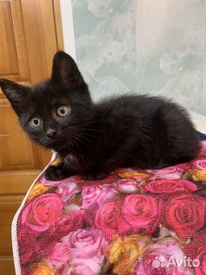 Котенок мальчик бесплатно в добрые руки