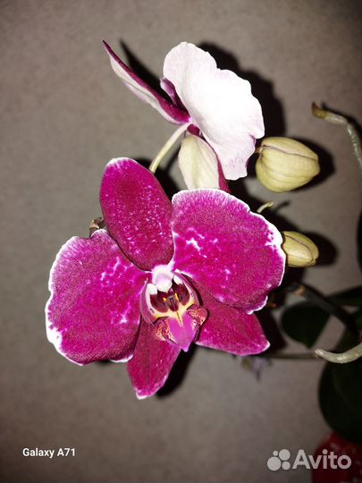 Орхидея фаленопсис