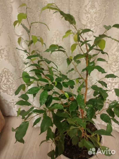Фикус бенджамина
